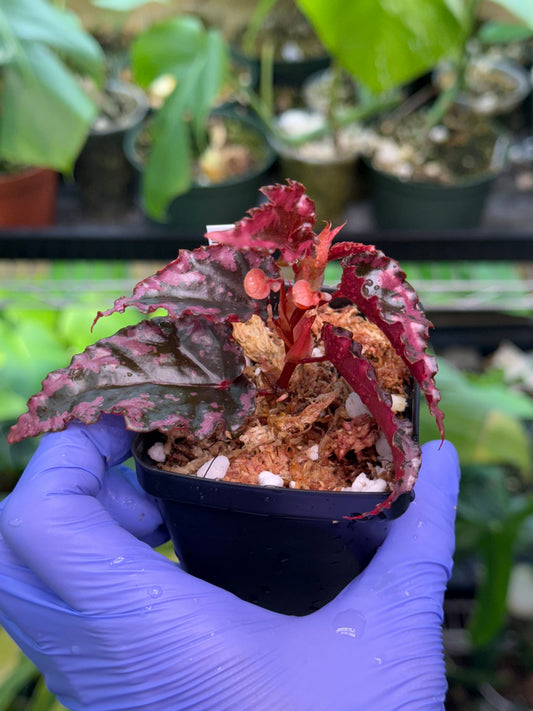 Begonia amphioxus x ignita