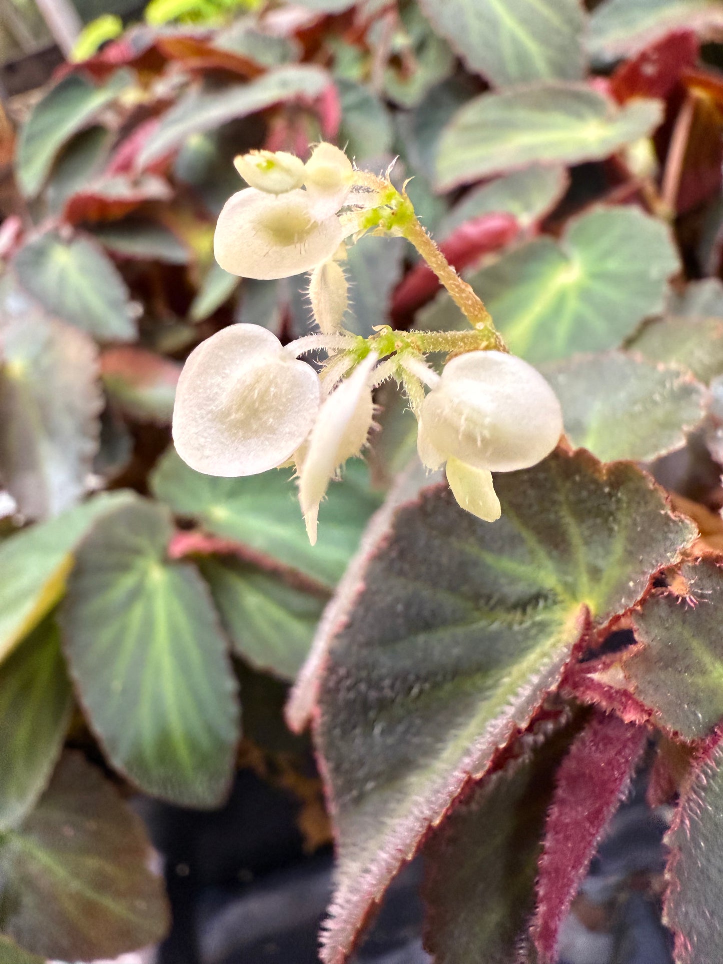 Mystery Begonia
