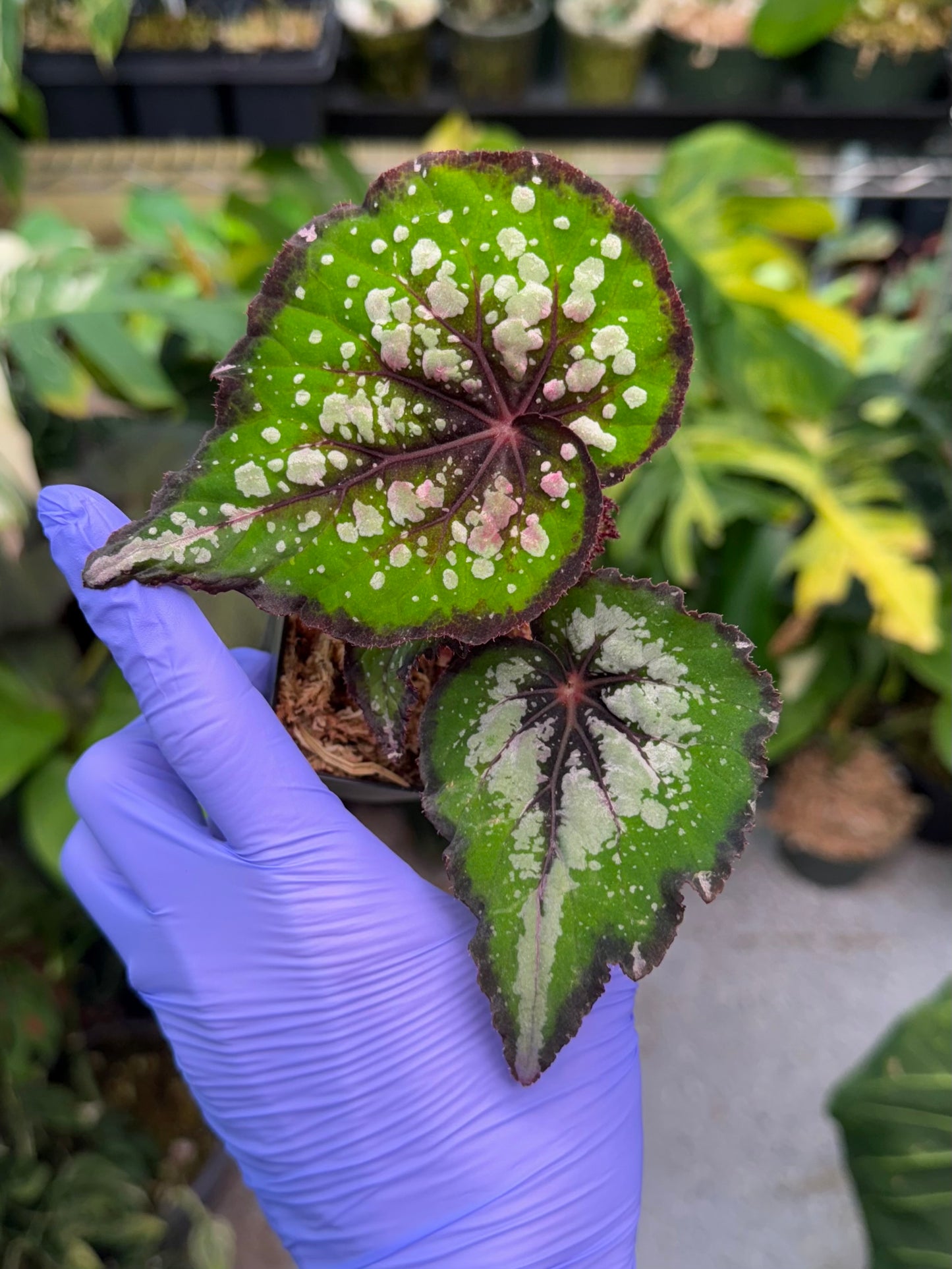 Begonia Bostella