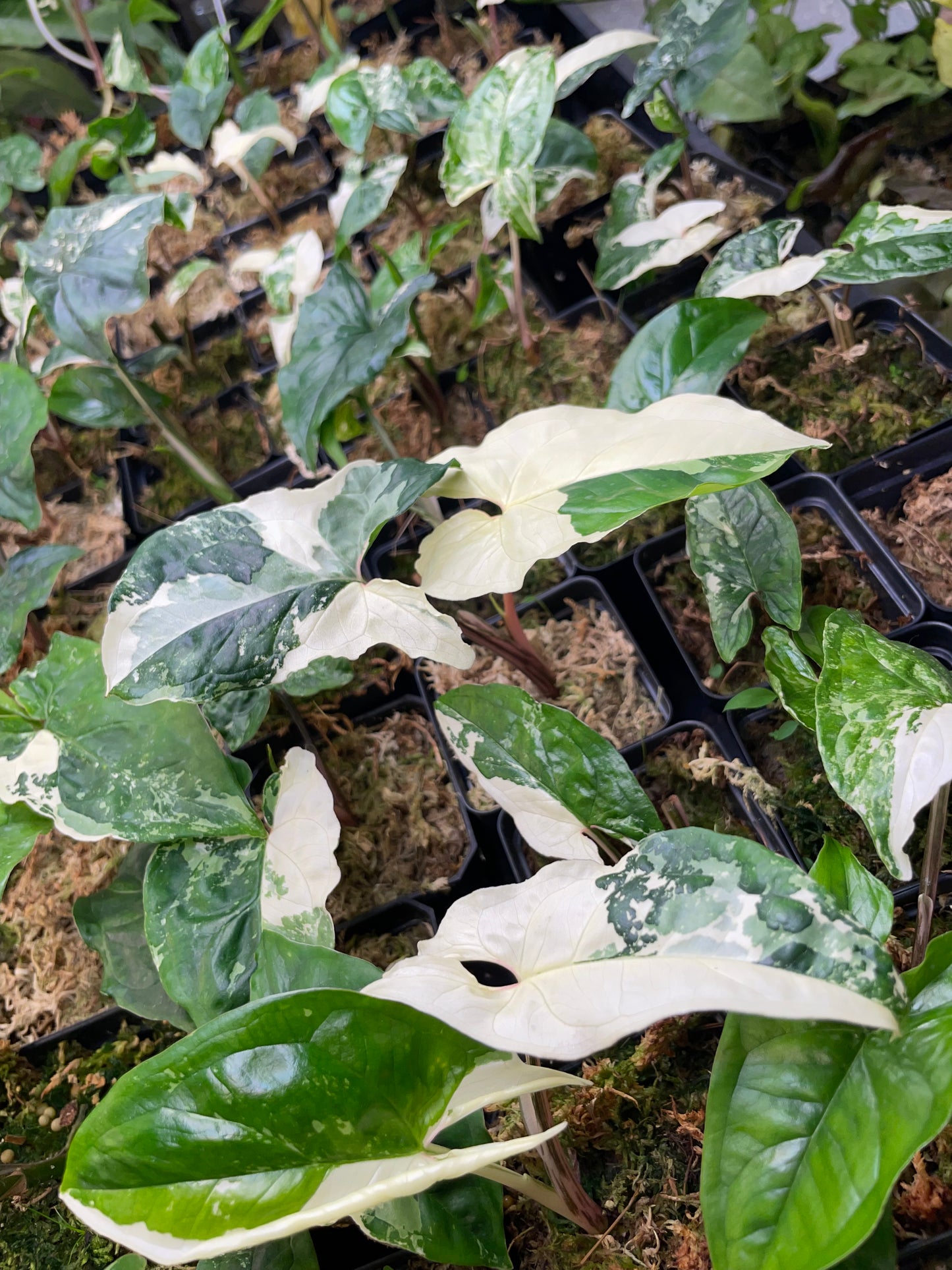 Rare Syngonium Bundle
