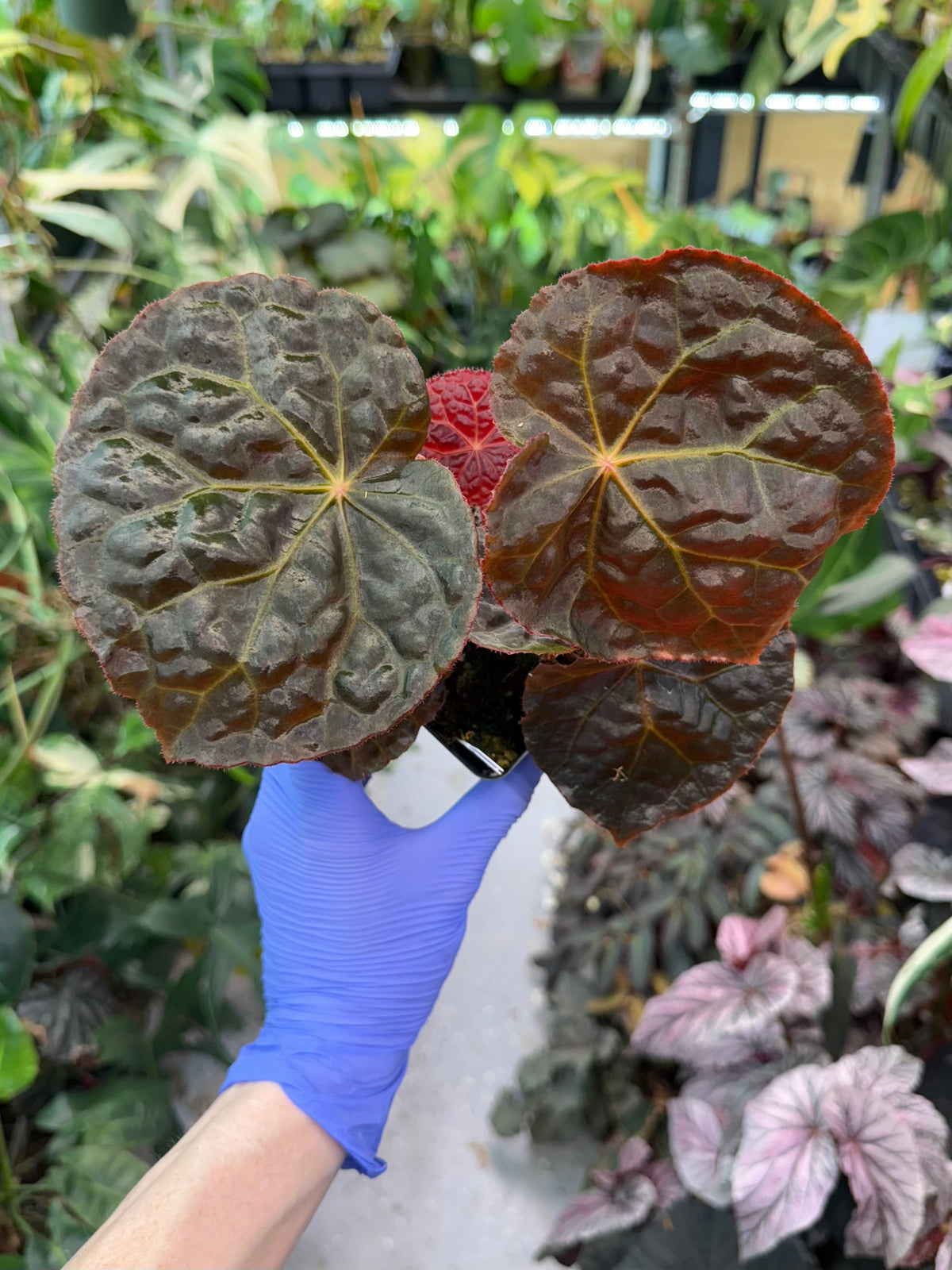 Begonia Mumtaz