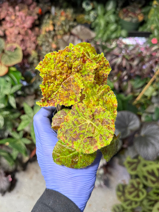 Begonia Marmaduke