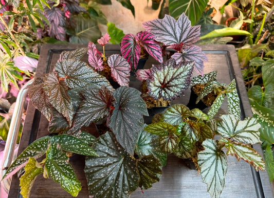 Mystery Begonia