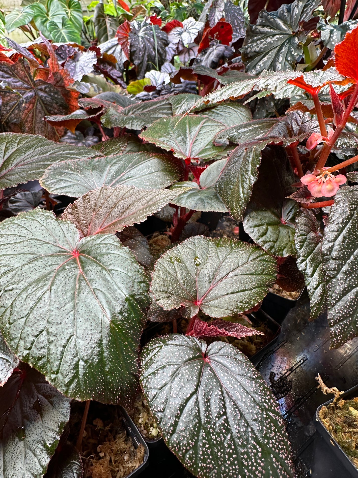 Begonia Burning Bush