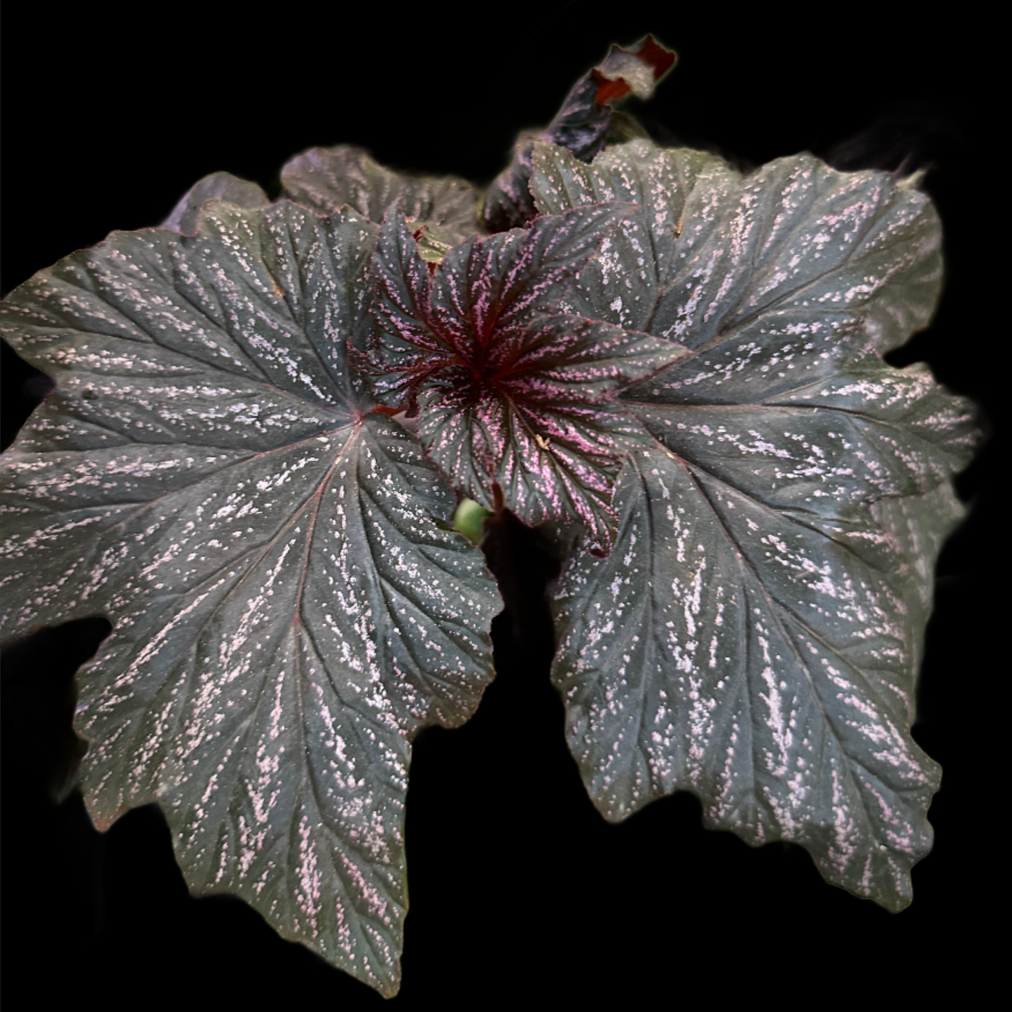 Begonia Bobbie Price