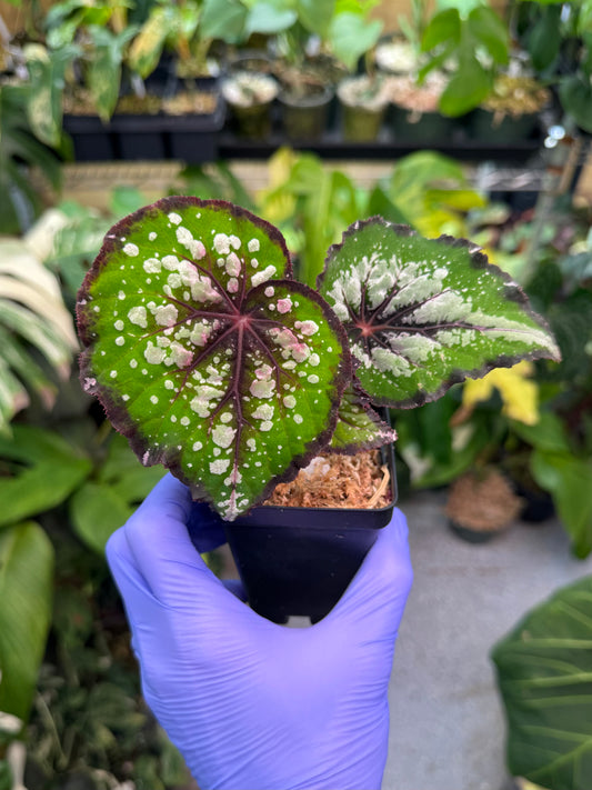 Begonia Bostella