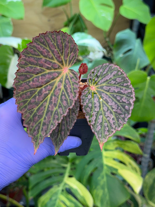 Begonia Chlorosticta x Chloroneura
