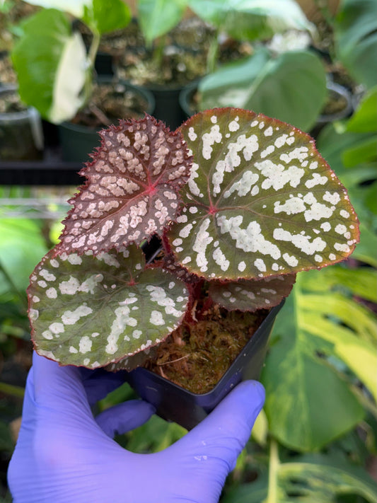 Begonia Betsy