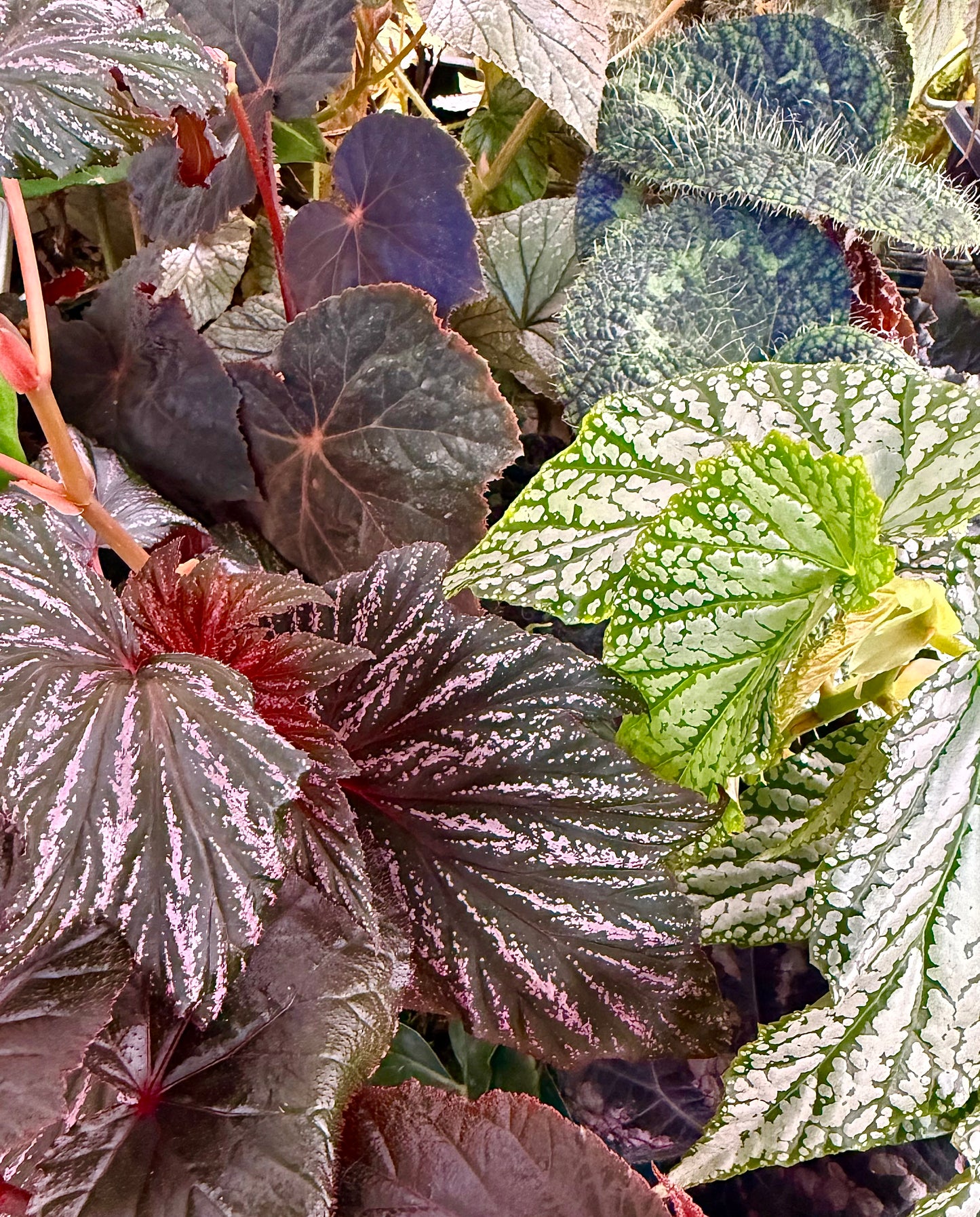 Mystery Begonia