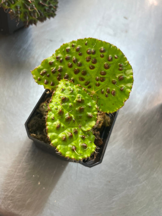 Begonia Melanobullata