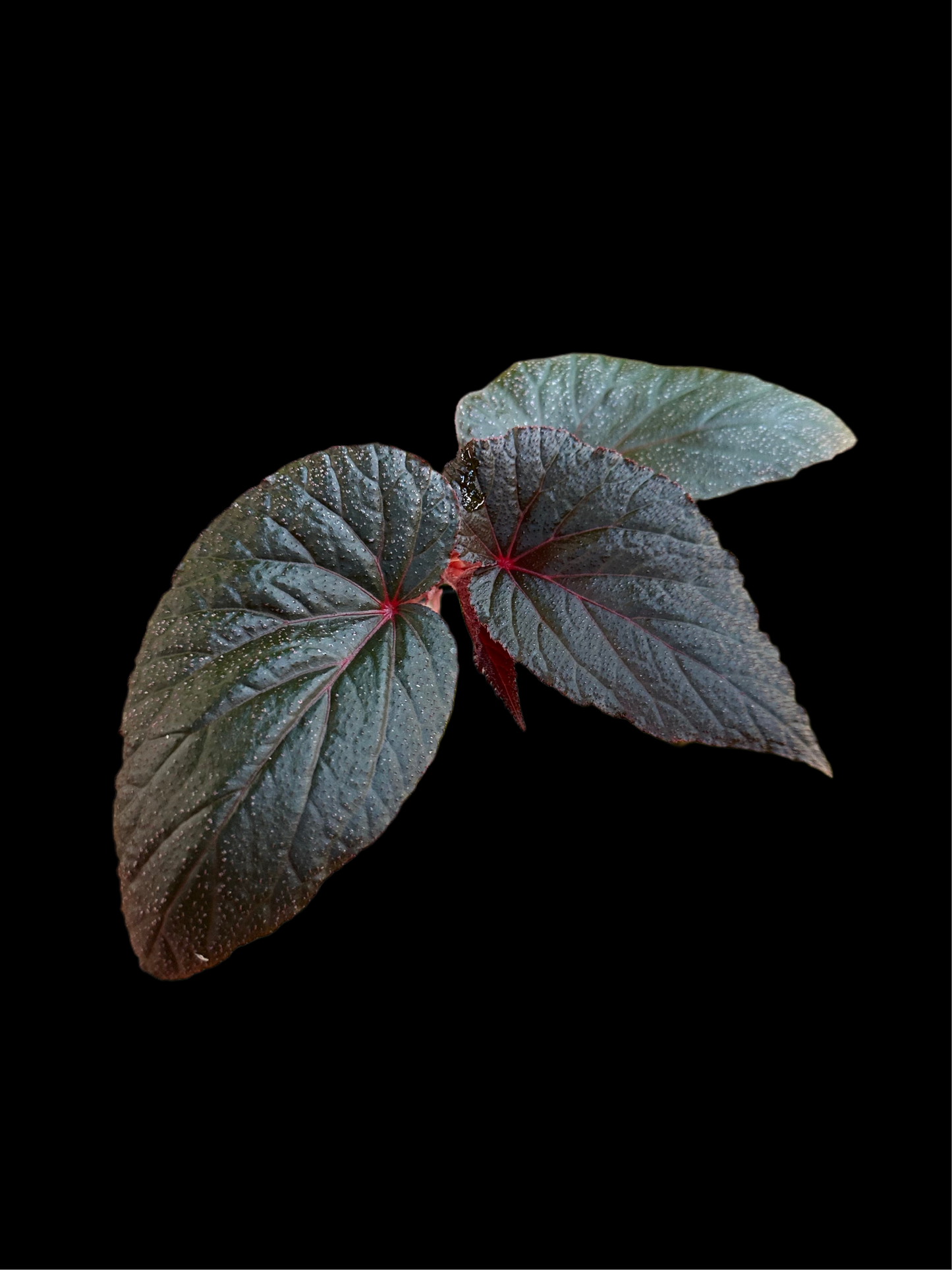 Begonia Burning Bush