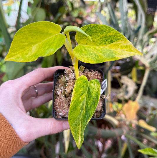 Epipremnum aureum Teruno 'Crystal Green' #25