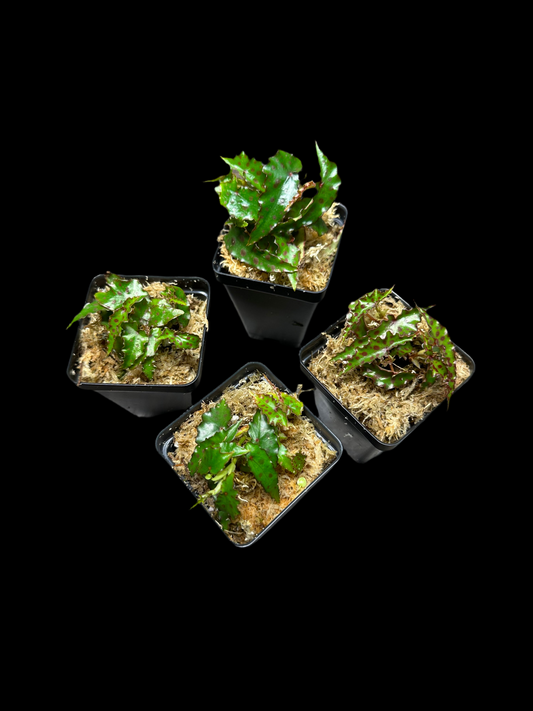 Begonia Amphioxis