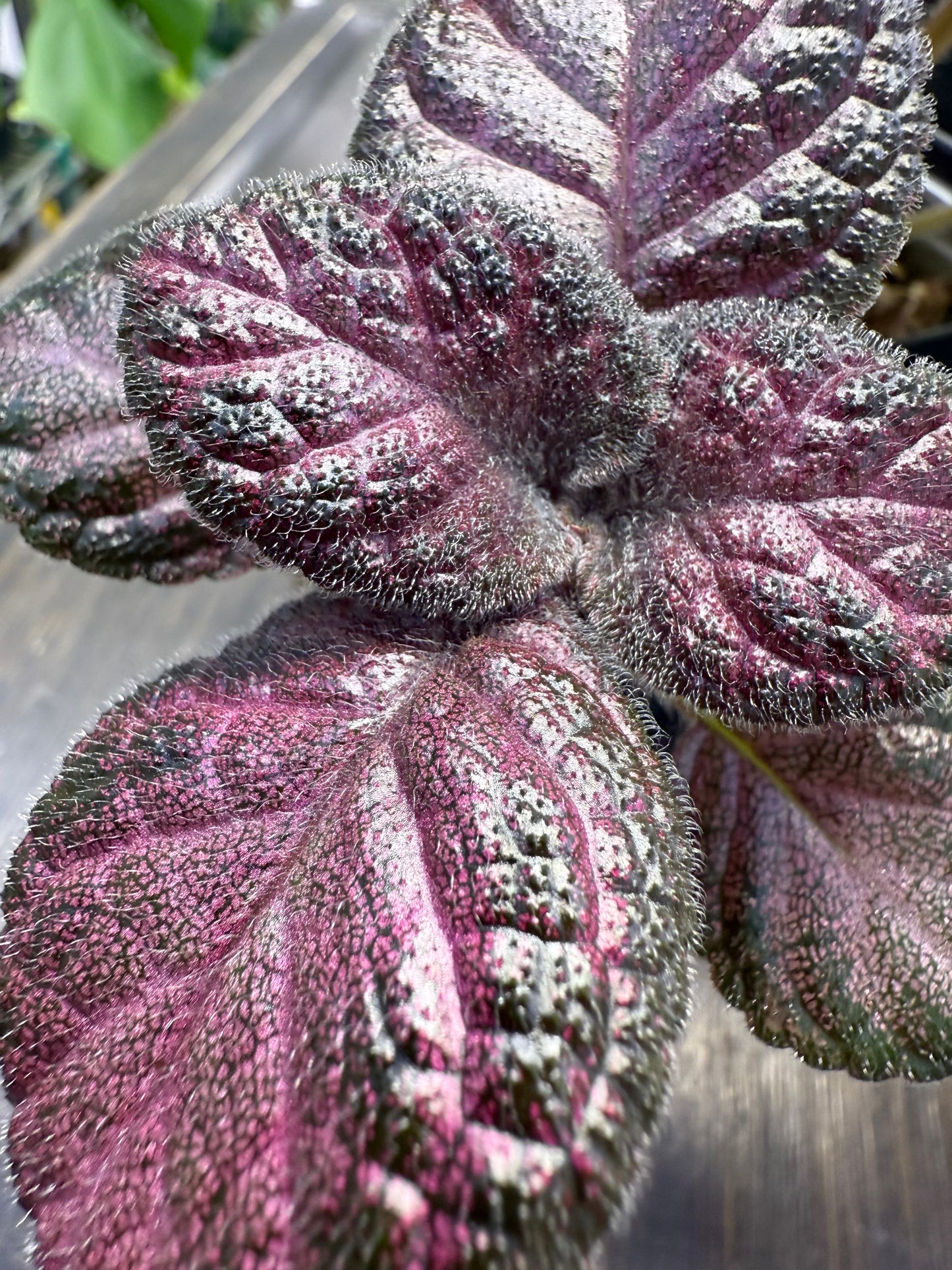 Episcia ‘Pink Acajou’