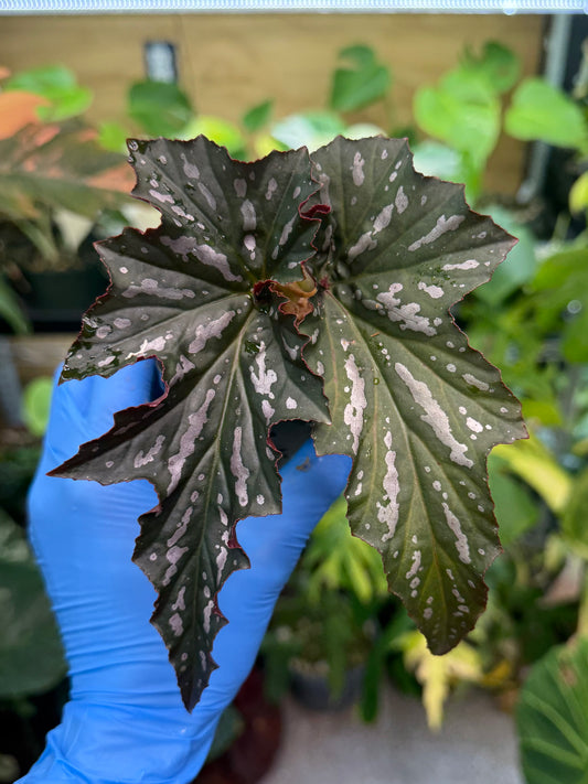 Begonia Lady Vanderwilt