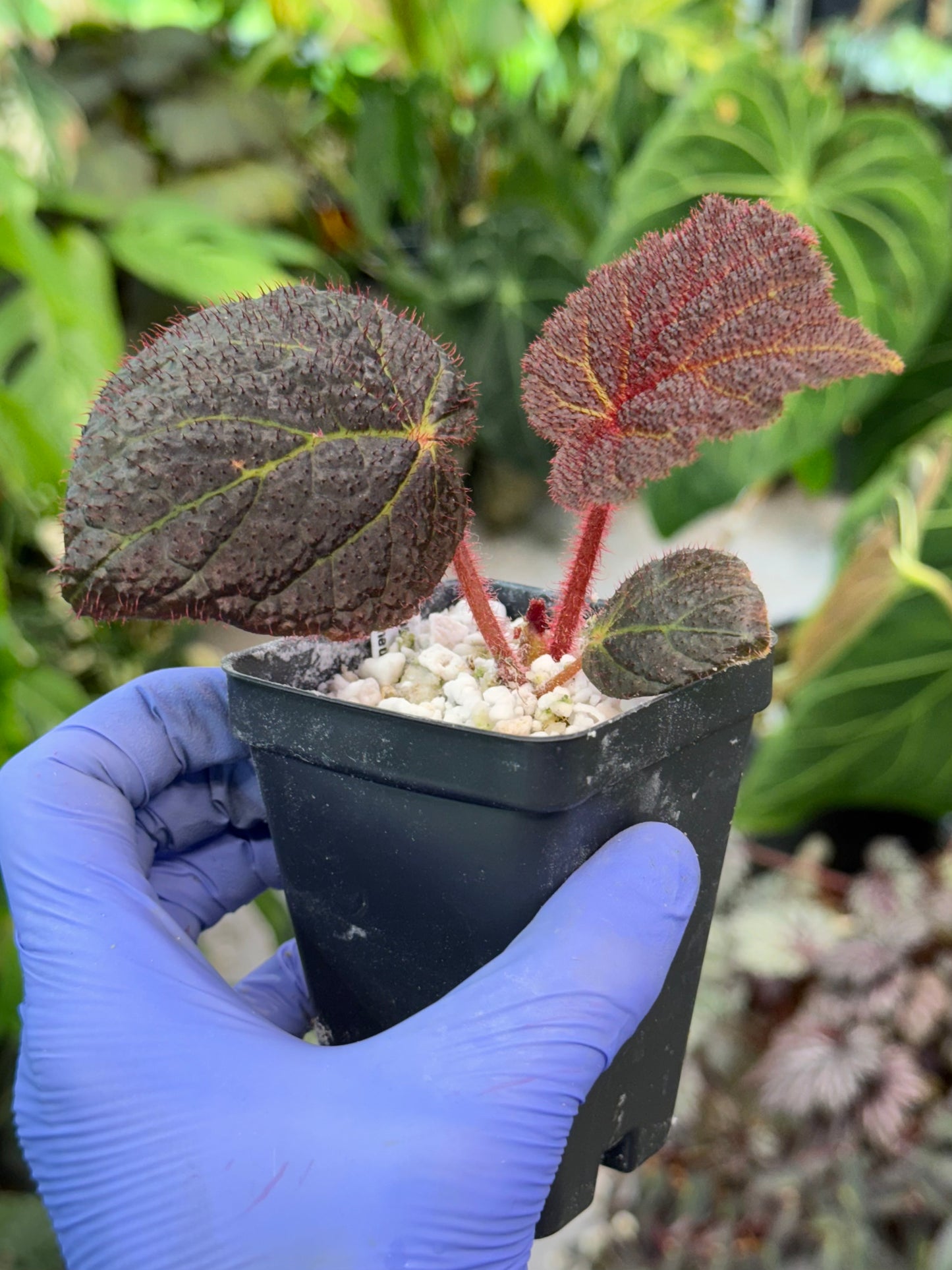 Begonia Chloroneura x Kui