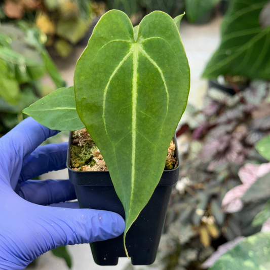 Anthurium Mag’s Spaghetii (magnificum x forgetii)