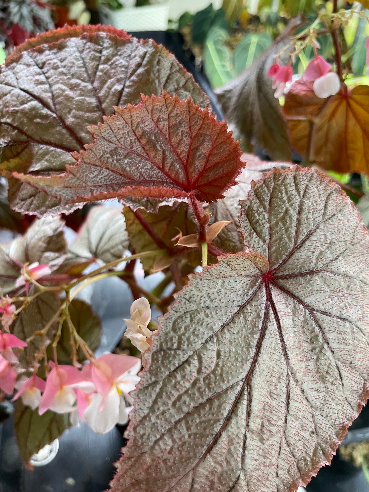 Begonia U093