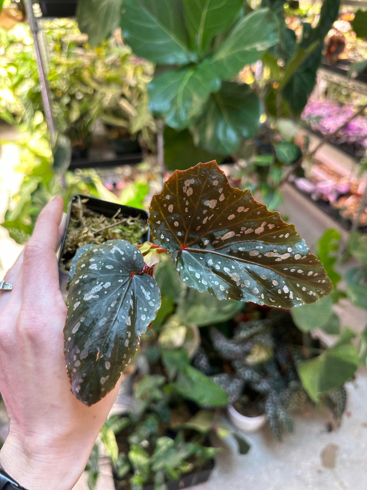 Begonia Kristy