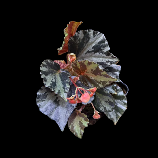 Begonia truncatifolia