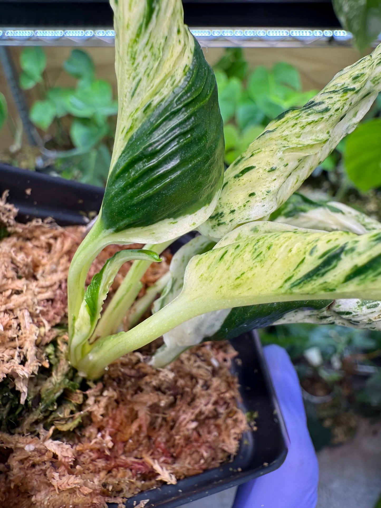 Epipremnum aureum Teruno 'Love Song' #18
