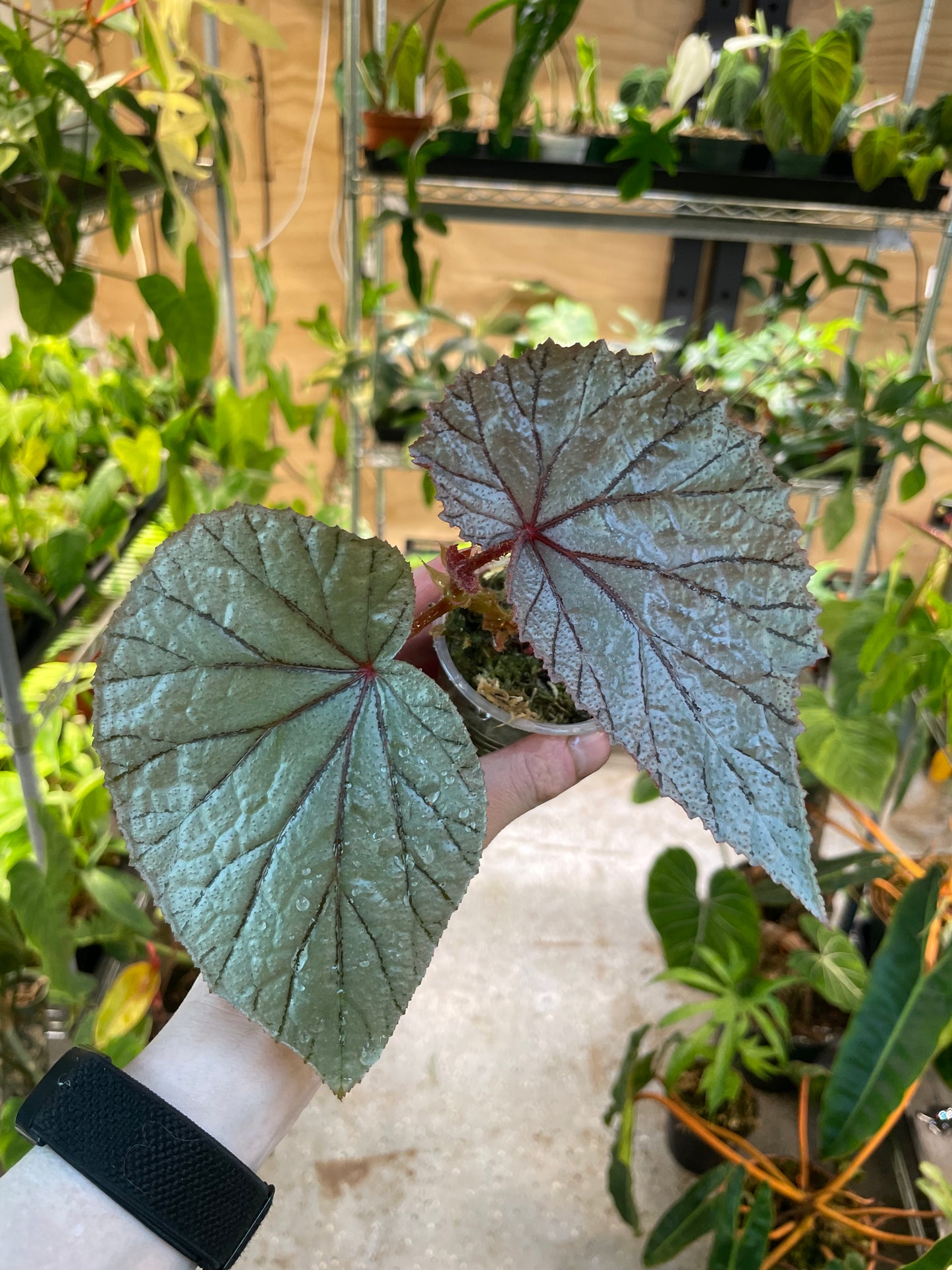 Begonia U093