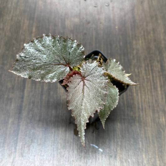 Begonia U549