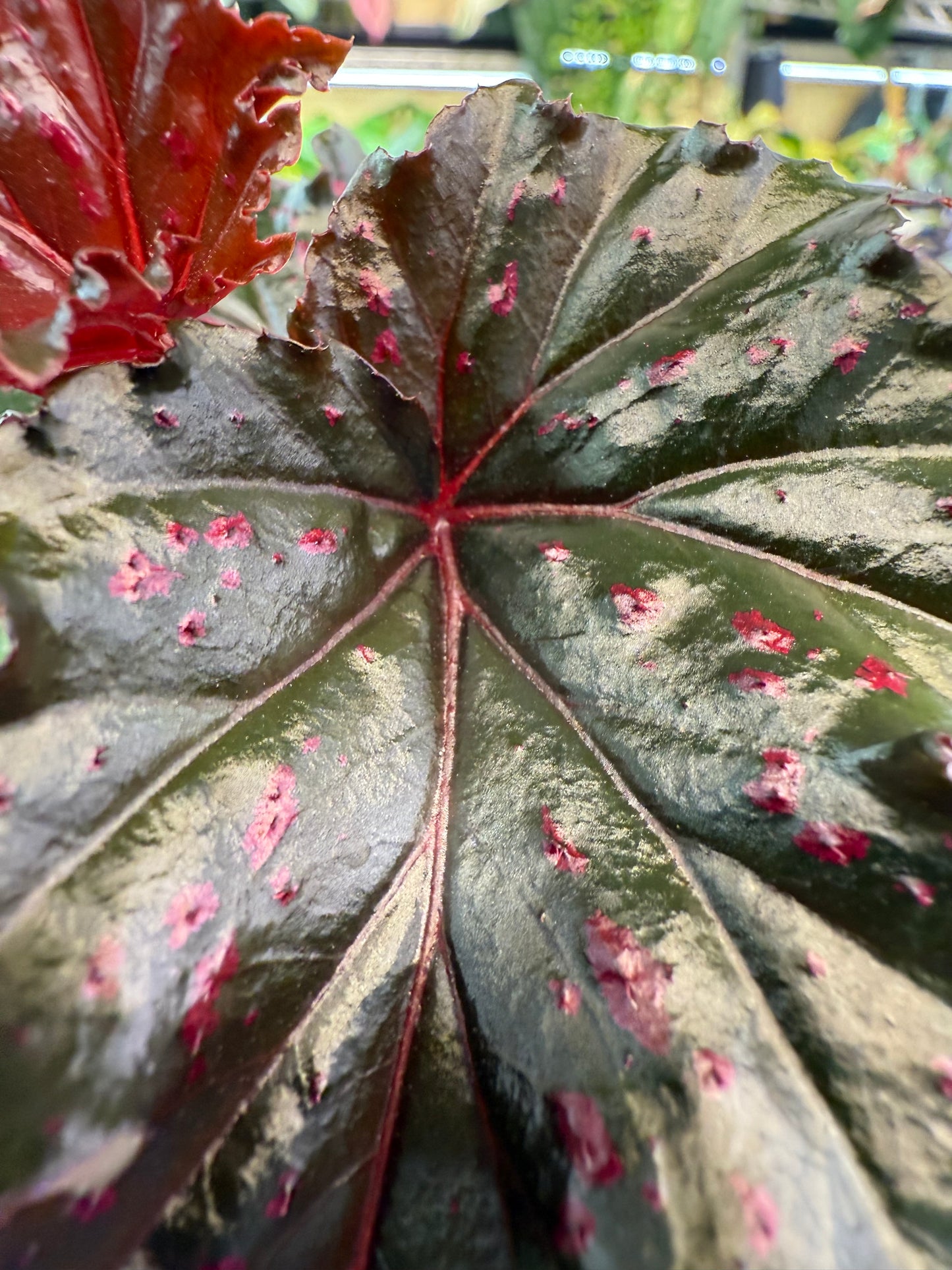 Begonia Serratipetala