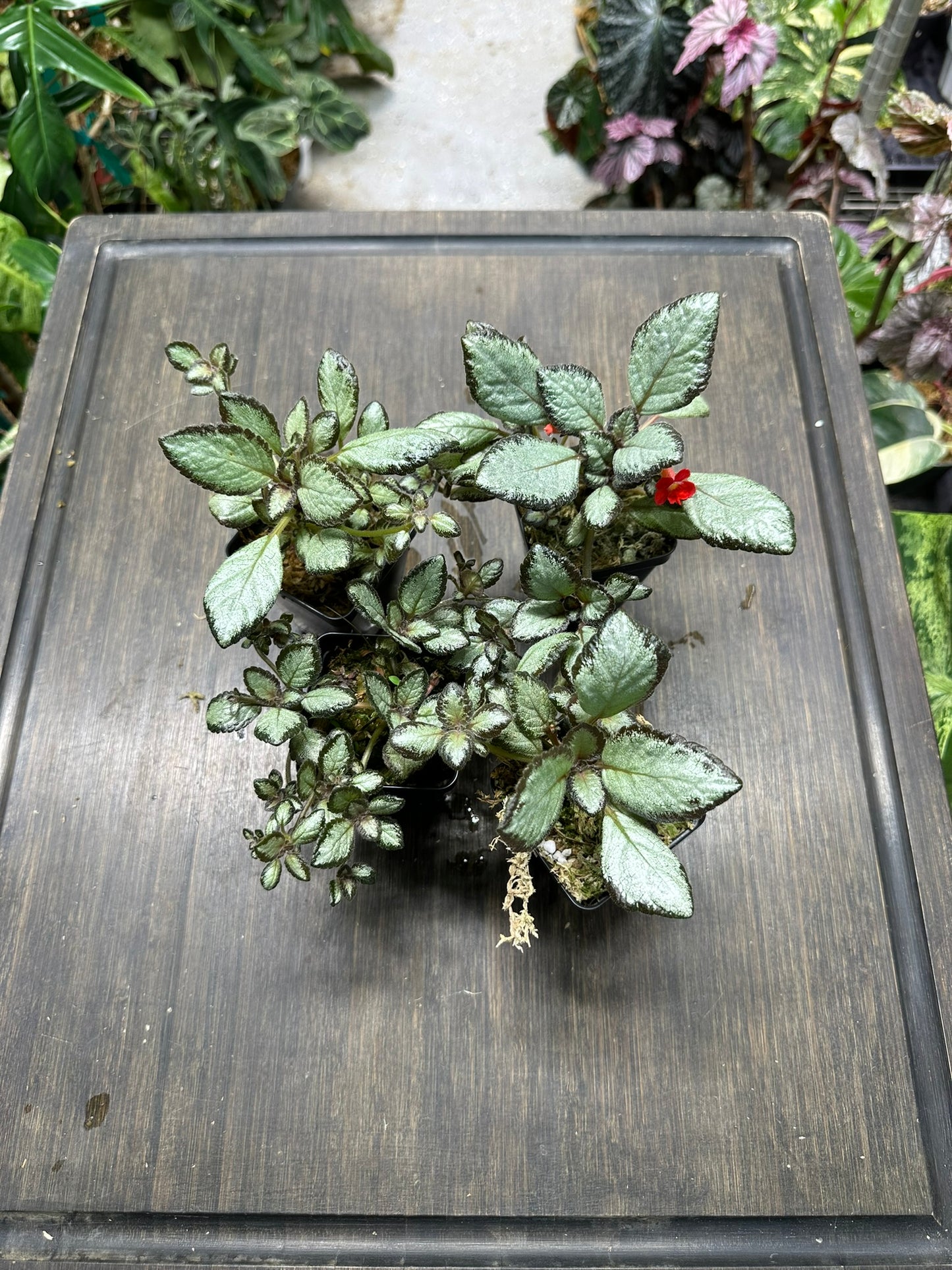 Episcia 'Silver Skies' Houseplant