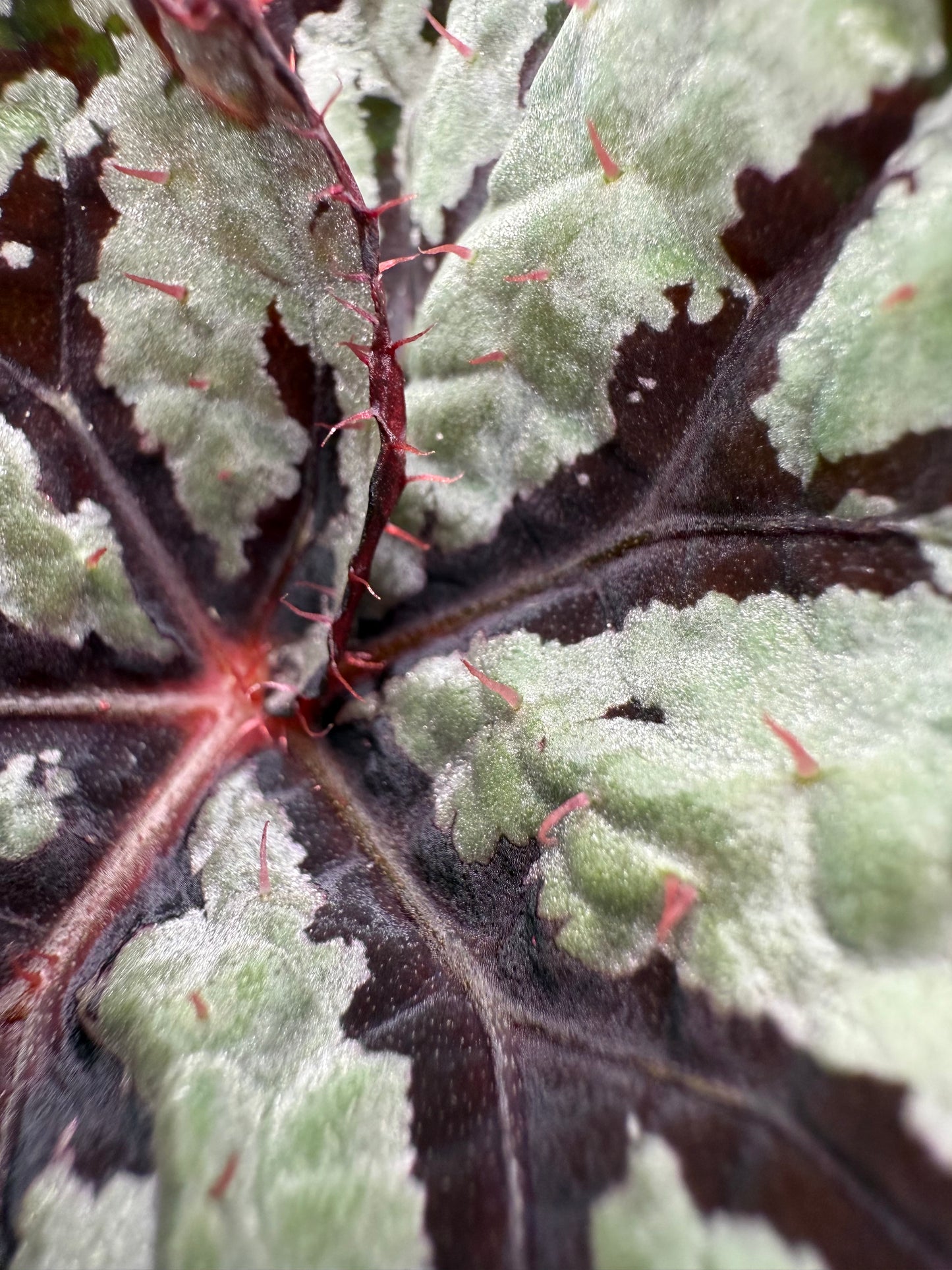 Begonia Fedor