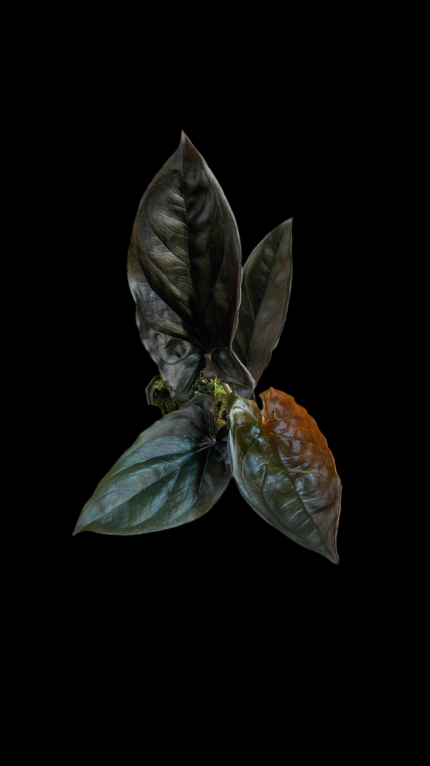 Syngonium Llano Carti Road