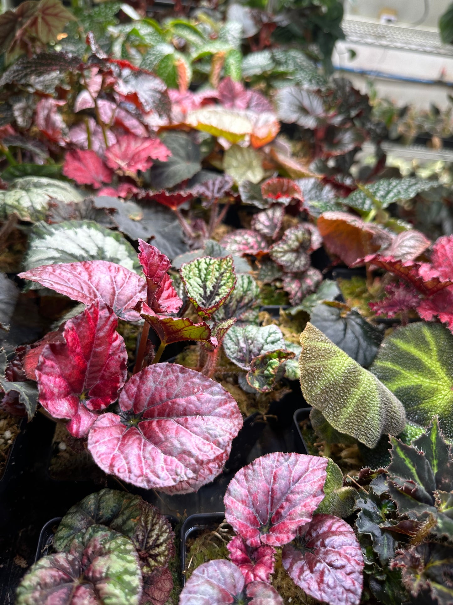 Begonia Bundle