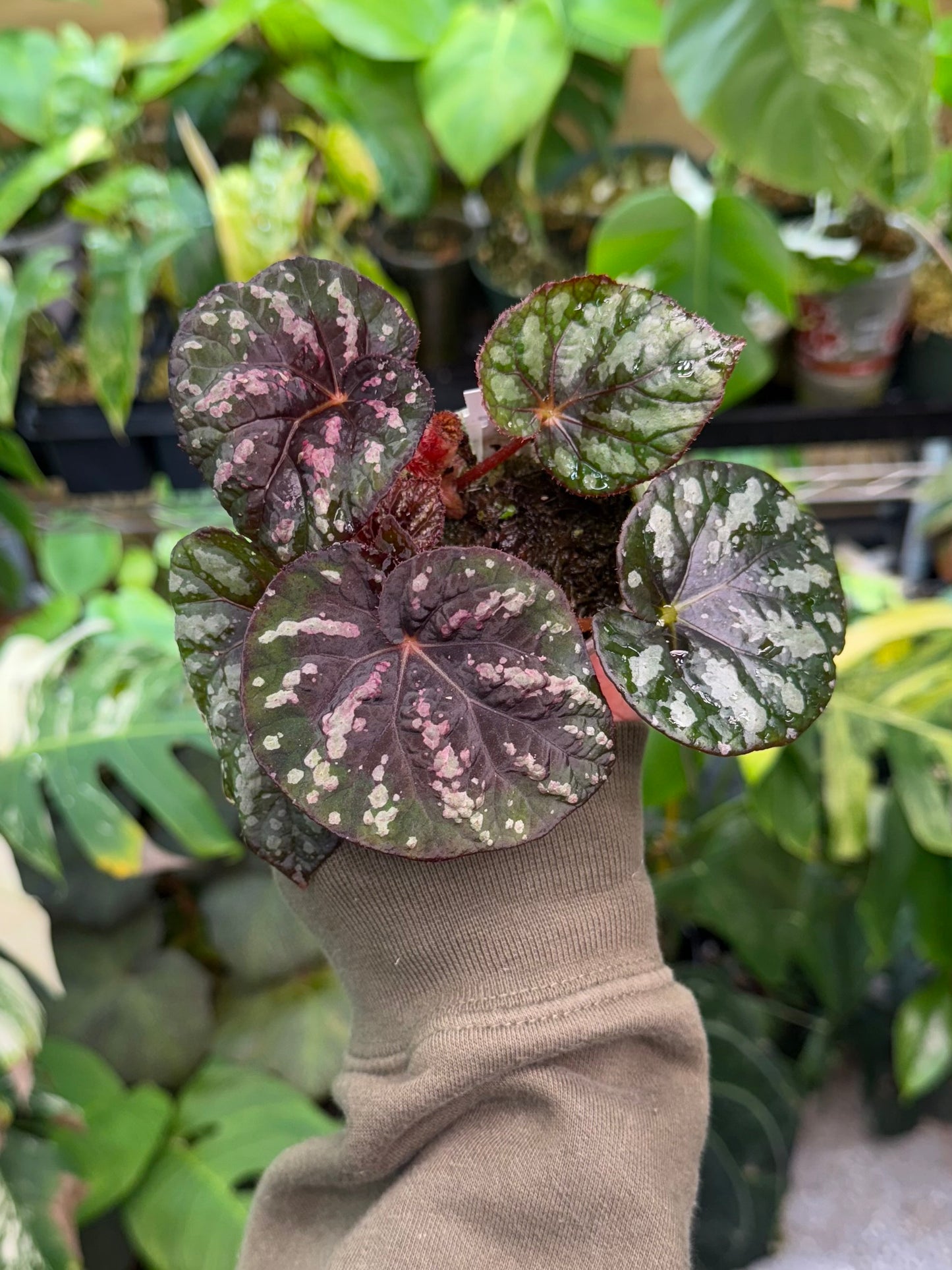 Begonia Steve's Leaves Bumble Bee