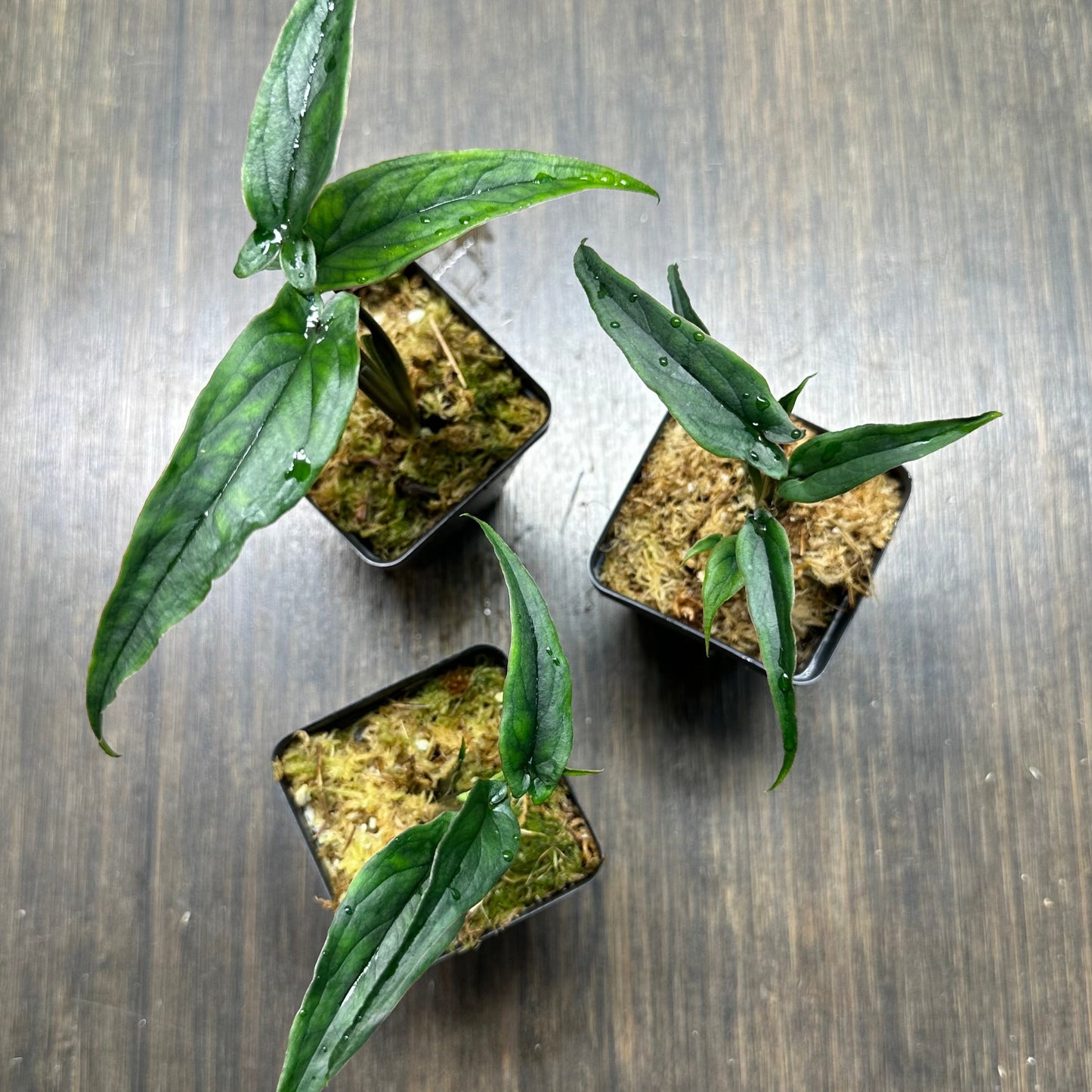 Rare Syngonium Bundle