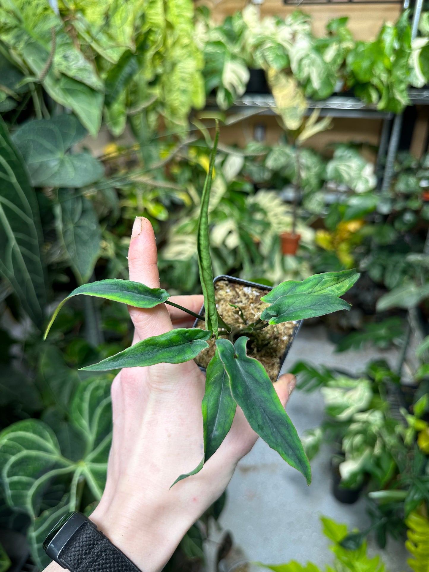 Syngonium Lance Leaf