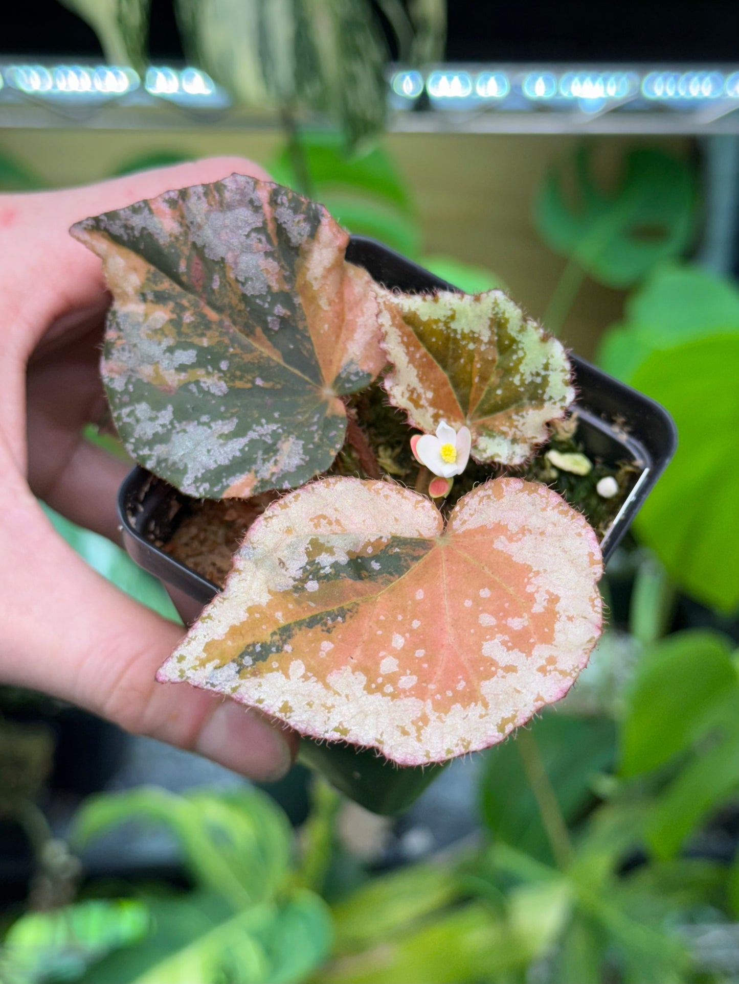 Begonia nigritarum variegata
