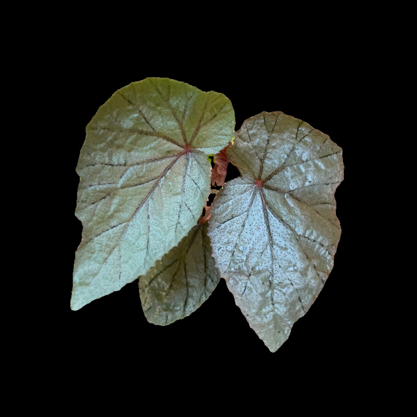 Begonia U093