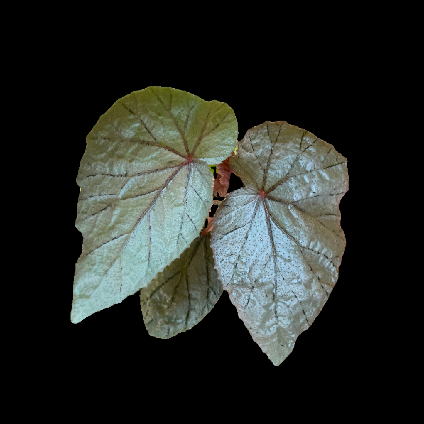 Begonia U093