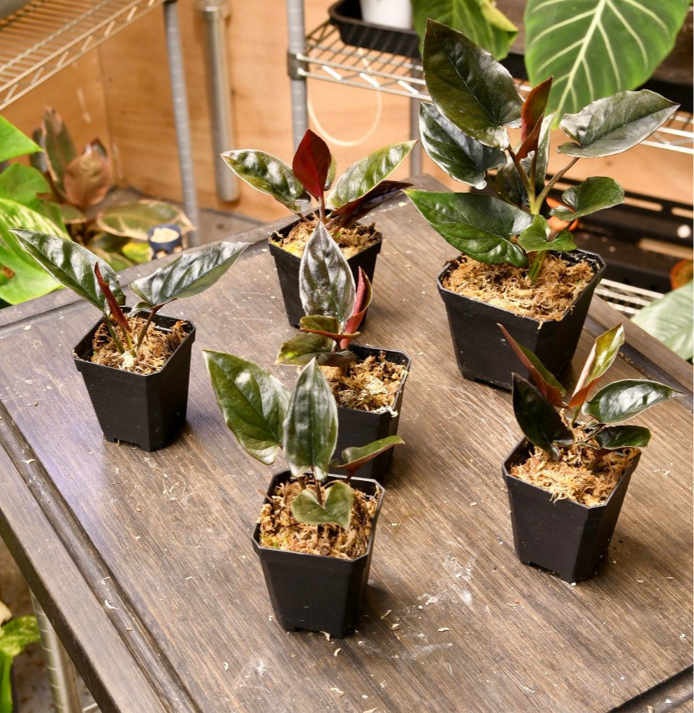 Syngonium Llano Carti Road