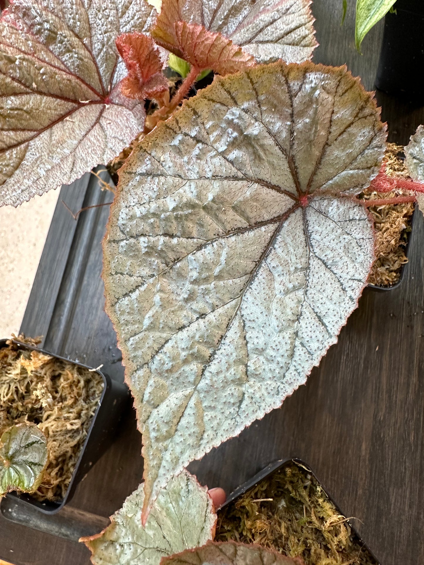 Begonia U093