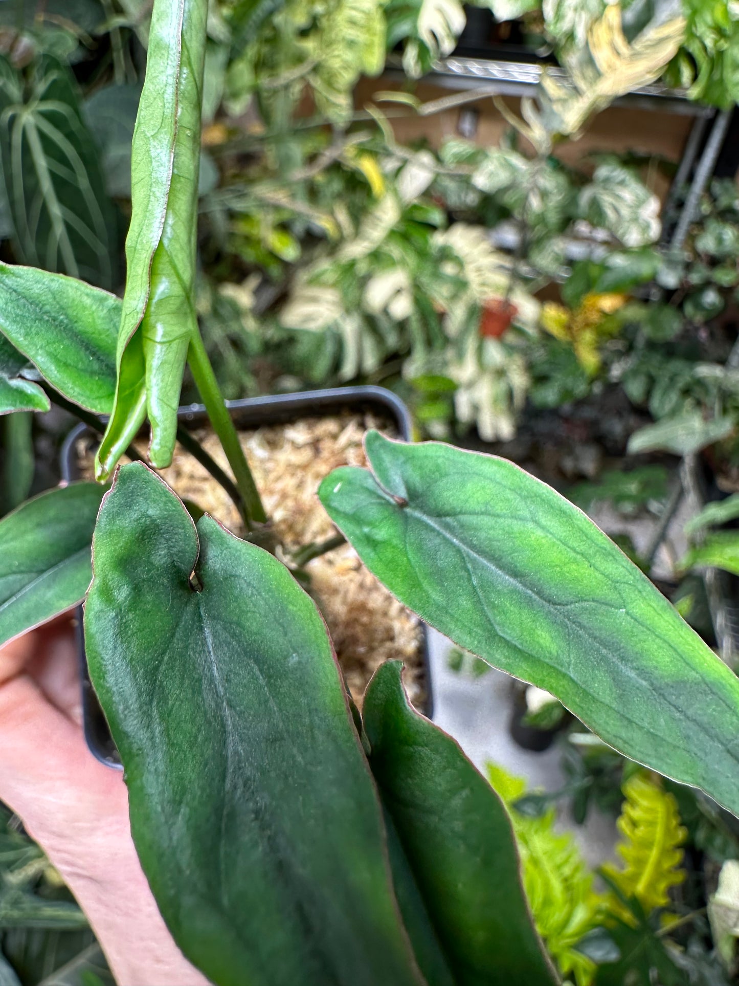 Syngonium Lance Leaf