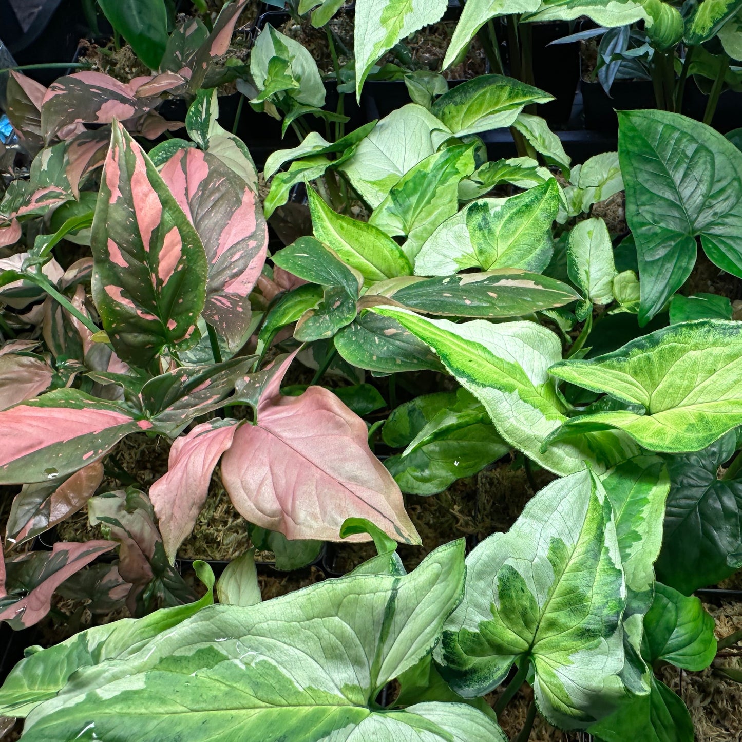 Rare Syngonium Bundle
