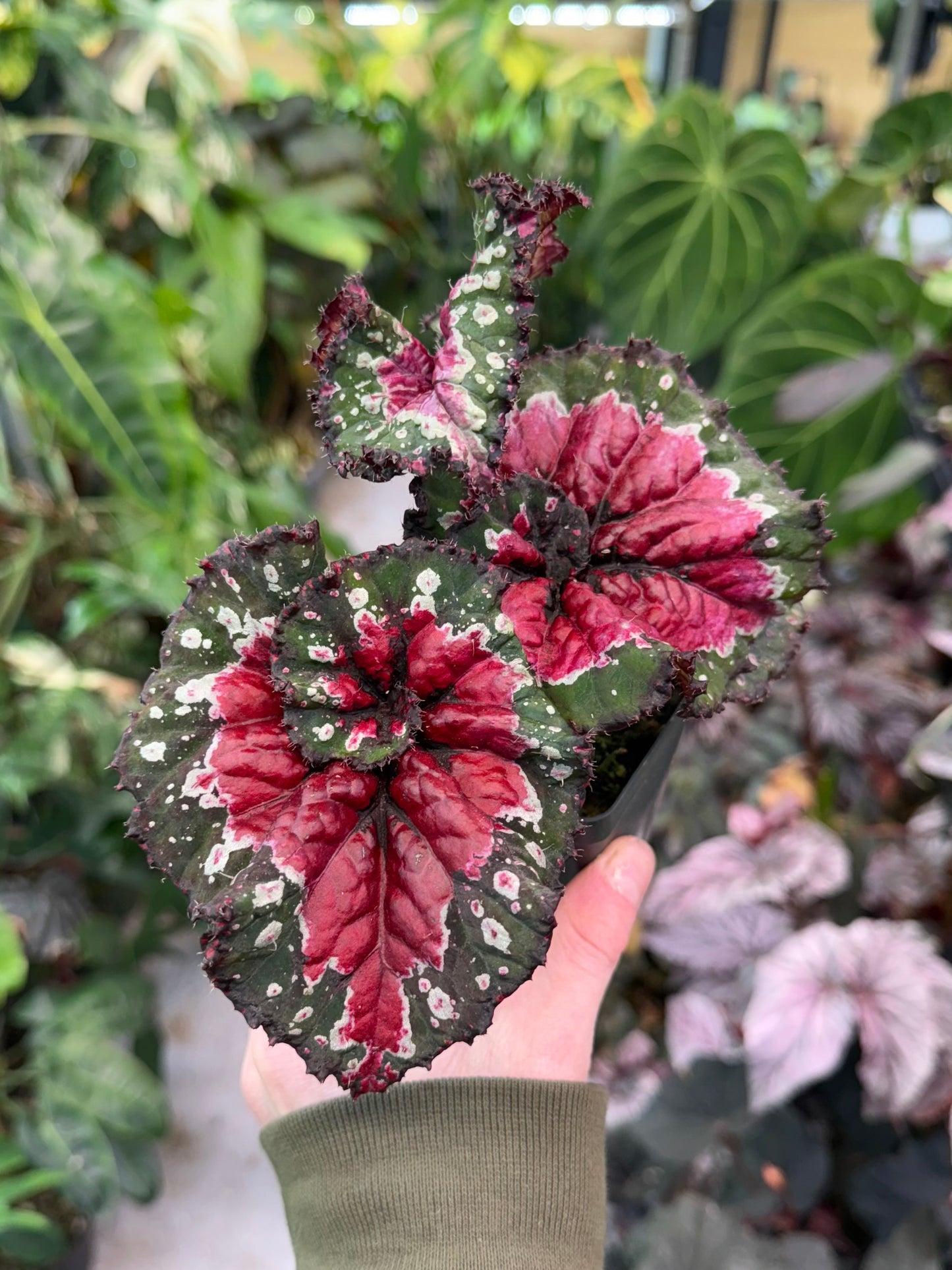 Begonia Macarena