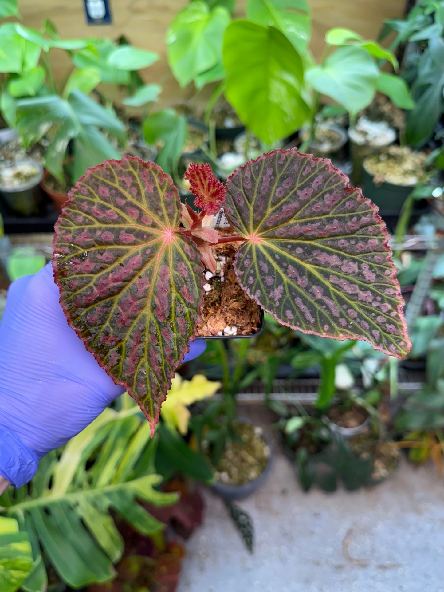 Begonia Chlorosticta x Chloroneura