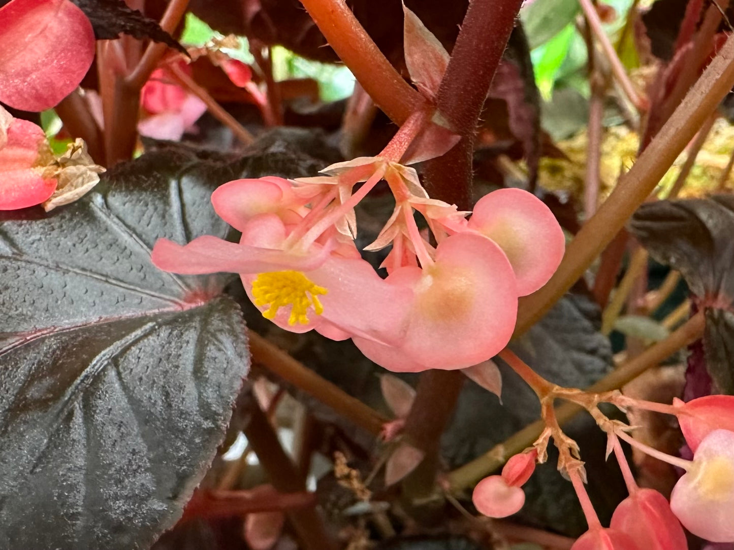 Begonia Burning Bush