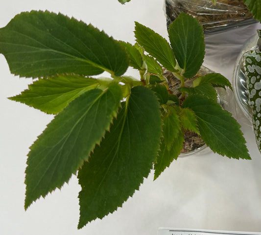 Begonia U260