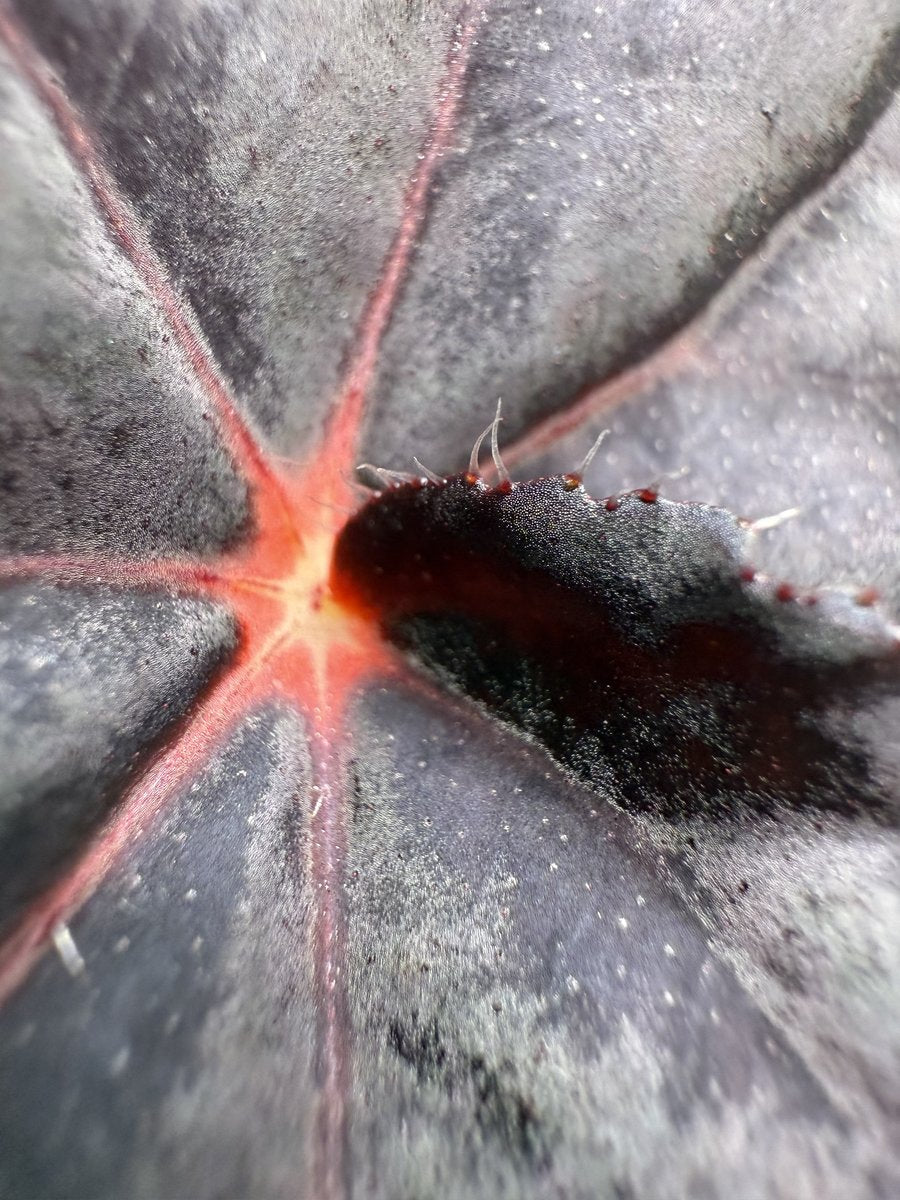 Begonia Blazing Sun