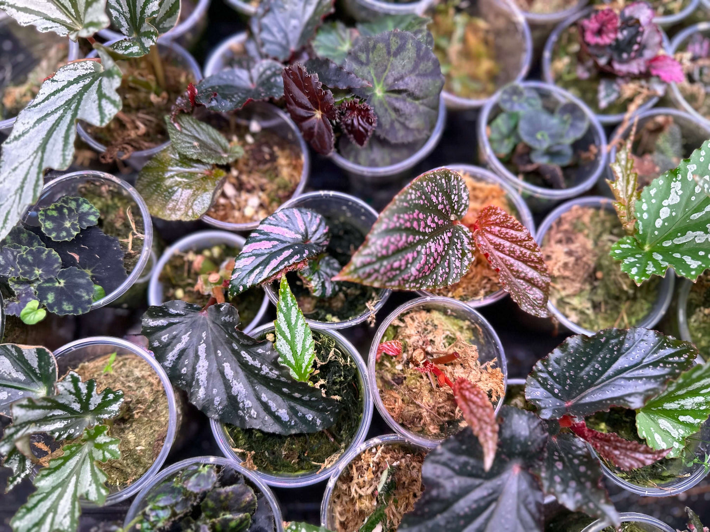 Begonia Babies Freshly Rooted Random Selection of Angel Wing, Rex, Cane-Like Begonias
