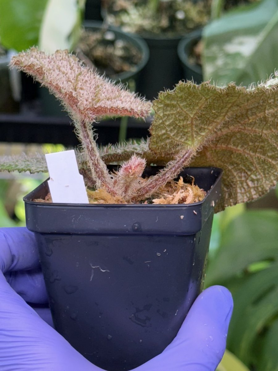 Begonia Confetti Yeti