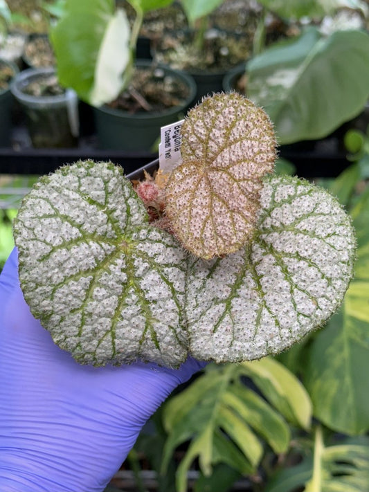 Begonia Confetti Yeti